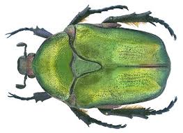 Attēlu rezultāti vaicājumam “Liocola lugubris”