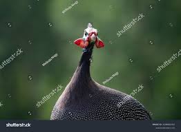 Attēlu rezultāti vaicājumam “Numida meleagris”