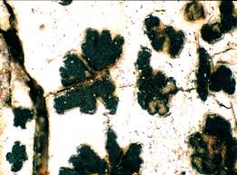 Attēlu rezultāti vaicājumam “Arthonia leucopellaea”