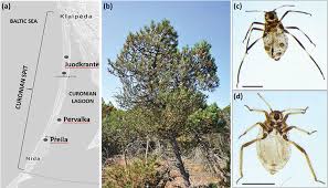 Attēlu rezultāti vaicājumam “Schizolachnus pineti”