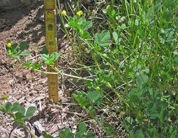 Attēlu rezultāti vaicājumam “Medicago lupulina bud”