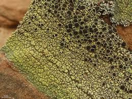 Attēlu rezultāti vaicājumam “Lecanora argentata”