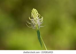 Attēlu rezultāti vaicājumam “Phyteuma spicatum fruit”