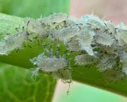 Attēlu rezultāti vaicājumam “Prociphilus xylostei”