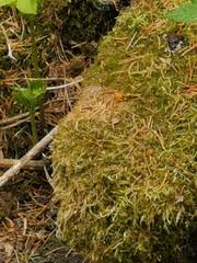 Attēlu rezultāti vaicājumam “Leskea polycarpa”