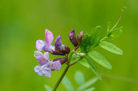 Attēlu rezultāti vaicājumam “Vicia sepium flower”