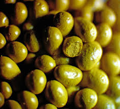 Attēlu rezultāti vaicājumam “Oligonema flavidum”