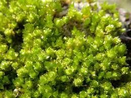 Attēlu rezultāti vaicājumam “Bryum rubens”