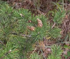 Attēlu rezultāti vaicājumam “Pinus banksiana”
