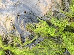 Attēlu rezultāti vaicājumam “Enteromorpha sp.”