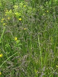 Attēlu rezultāti vaicājumam “Glyceria striata fruit”