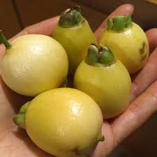 Attēlu rezultāti vaicājumam “Rosa subcanina fruit”