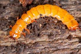 Attēlu rezultāti vaicājumam “Cucujidae”