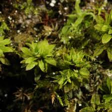 Attēlu rezultāti vaicājumam “Encalypta streptocarpa”