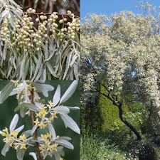 Attēlu rezultāti vaicājumam “Elaeagnus commutata”