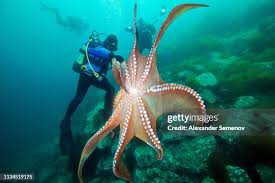 Image result for Enteroctopus dofleini