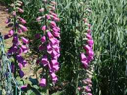 Image result for Fingerhut rot