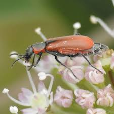 Attēlu rezultāti vaicājumam “Anthocomus rufus”