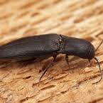 Attēlu rezultāti vaicājumam “Ectinus aterrimus”