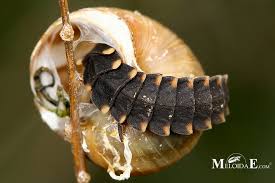 Attēlu rezultāti vaicājumam “Lampyris noctiluca larva”