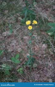 Attēlu rezultāti vaicājumam “Crepis tectorum”