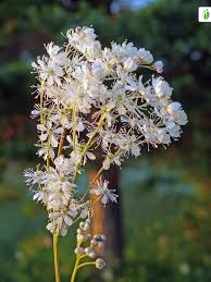Attēlu rezultāti vaicājumam “Filipendula vulgaris fruit”