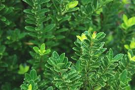 Attēlu rezultāti vaicājumam “Euonymus”