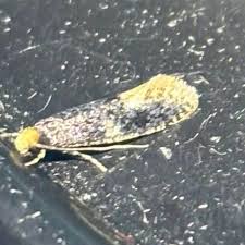 Attēlu rezultāti vaicājumam “Monopis weaverella”