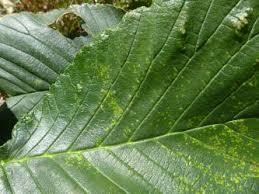 Attēlu rezultāti vaicājumam “Mycosphaerella ulmi”