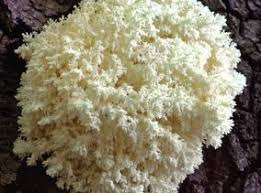 Attēlu rezultāti vaicājumam “Hericium coralloides”