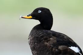 Attēlu rezultāti vaicājumam “Melanitta fusca”