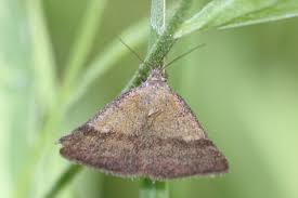 Attēlu rezultāti vaicājumam “Phytometra viridaria”