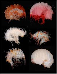 Attēlu rezultāti vaicājumam “Amphipoda”