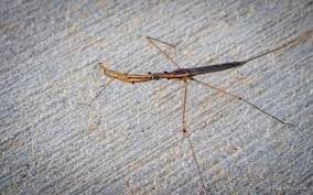 Attēlu rezultāti vaicājumam “Nepa cinerea nymph”