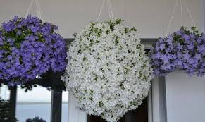 Image result for Campanula isophylla