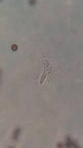 Attēlu rezultāti vaicājumam “Fuligo leviderma plasmodium”