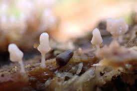 Attēlu rezultāti vaicājumam “Arcyria cinerea stalked”