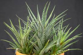 Image result for Haworthia mix