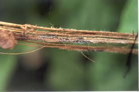 Attēlu rezultāti vaicājumam “Trichia botrytis stalked”