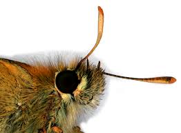 Attēlu rezultāti vaicājumam “Thymelicus sylvestris underside”