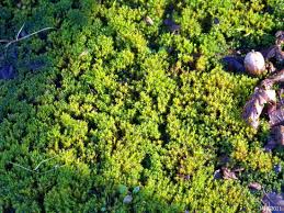 Attēlu rezultāti vaicājumam “Antitrichia curtipendula sporophyte”