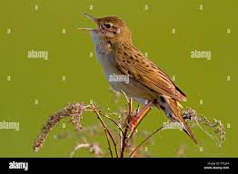 Image result for Locustella naevia