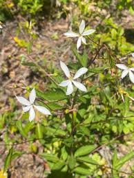 Attēlu rezultāti vaicājumam “Gillenia trifoliata flower”