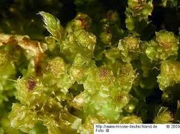 Attēlu rezultāti vaicājumam “Barbilophozia lycopodioides macro”