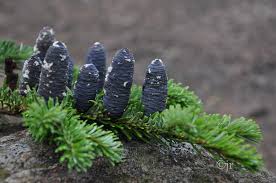 Attēlu rezultāti vaicājumam “Abies veitchii”