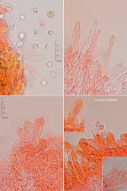 Attēlu rezultāti vaicājumam “Physisporinus sanguinolentus”