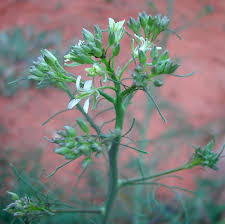 Attēlu rezultāti vaicājumam “Sisymbrium altissimum”