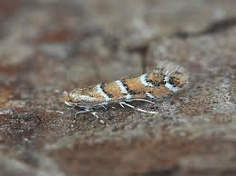 Attēlu rezultāti vaicājumam “Cameraria ohridella”