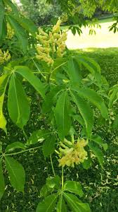 Attēlu rezultāti vaicājumam “Aesculus flava”