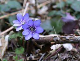 Attēlu rezultāti vaicājumam “Hepatica nobilis flower”